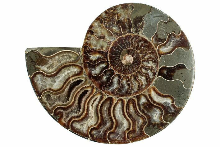 Cut & Polished Ammonite Fossil (Half) - Madagascar #317934